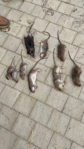 CjYKMlNuYXBjaGF0LzEzLjUzLjAuNTYgKGlQaG9uZTE3LDI7IGlPUyAxOC40LjE7IGd6aXApIAI=